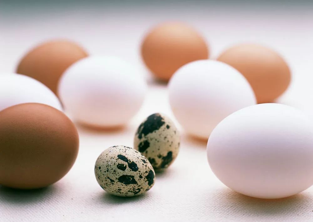 虽然都是蛋类,但营养却相差很多.各种蛋都有什么营养?