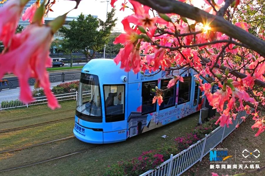 美一路花海跟着广州有轨电车坠入仙境