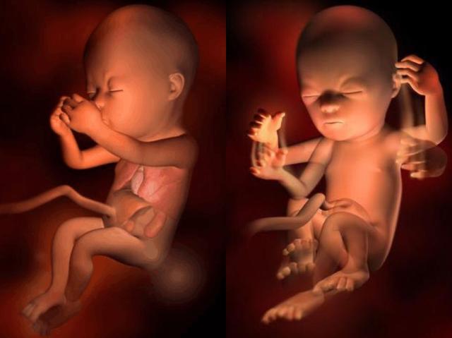 17~18周胎儿生长迅速,可以长到14厘米,200克重,这个时候