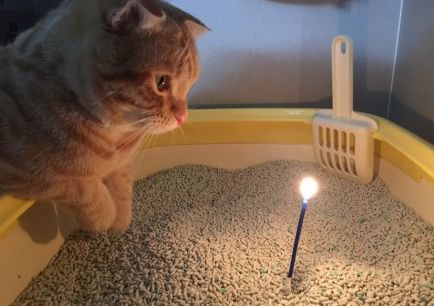 你知道吗,猫咪也是需要过生日的!