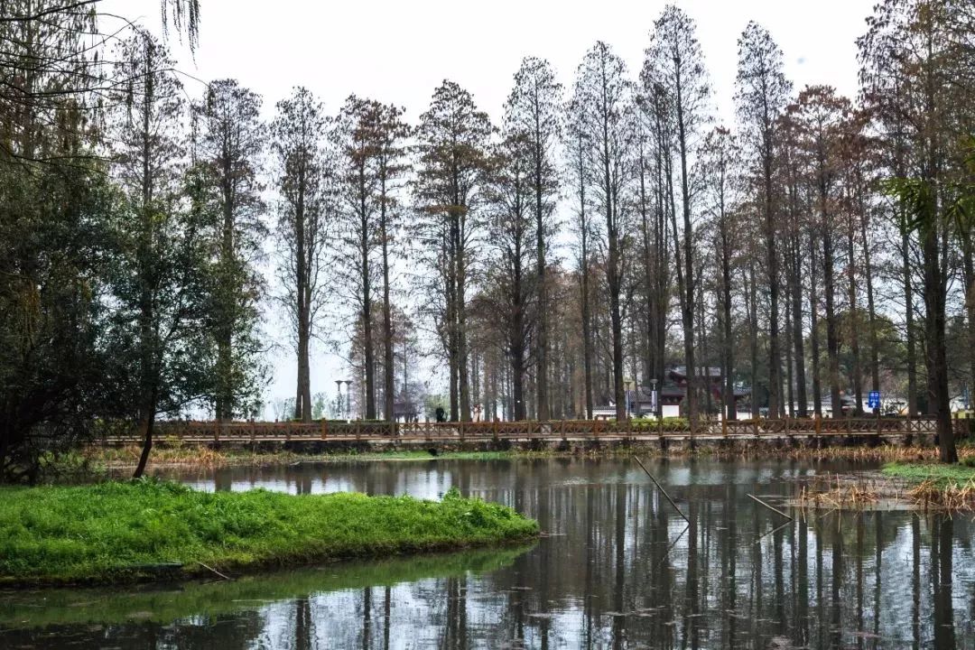 武汉市树—— 水杉.