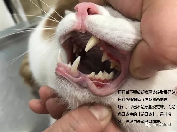 猫口炎辨识认知控制与治愈