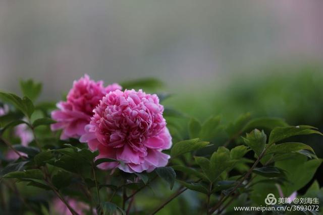 春天牡丹花开让百花失色,4月洛阳隋唐公园已是花的海洋