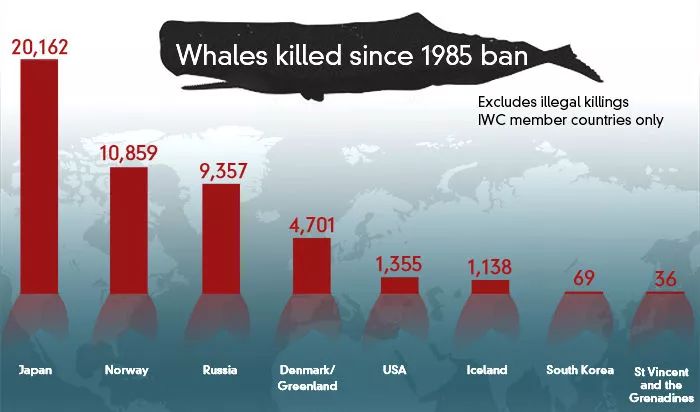 日本以科研之名捕杀鲸鱼哪位科学家能科研下日本人