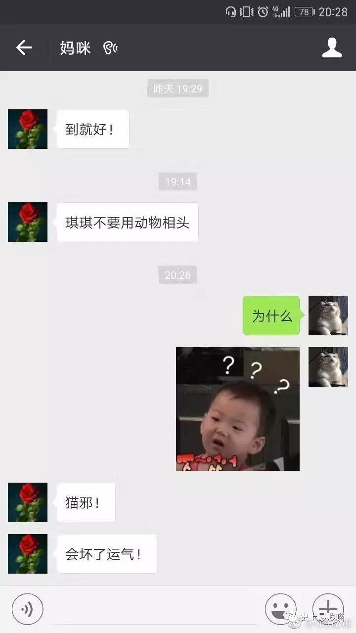 为什么不能用猫做头像