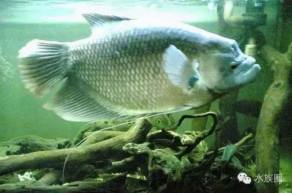 红招财鱼 饲养要求 1,饲养水温要求 古代战船是热带鱼类的