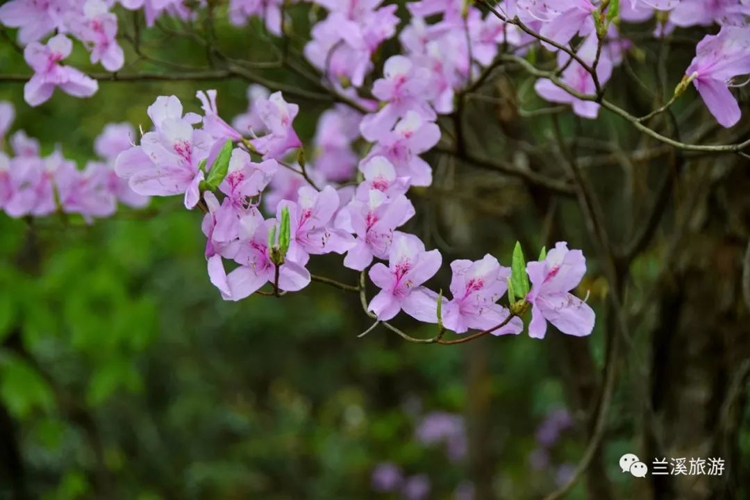 慈溪赏杜鹃花好去处:横溪鹅毛尖看杜鹃花