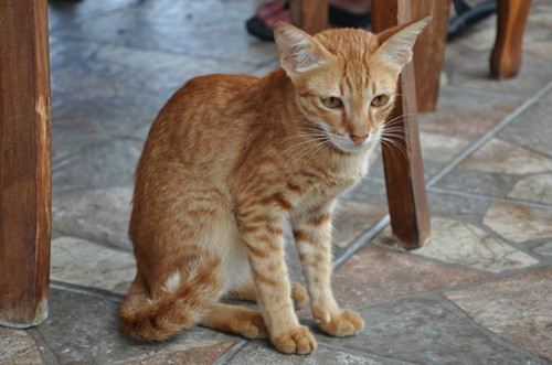 猫瘦弱常拉稀,小猫吃不胖还拉稀