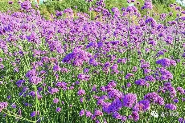 缤纷初夏 多姿遂宁l 天福万象紫色花海(马鞭草月季)文化节6月即将开幕