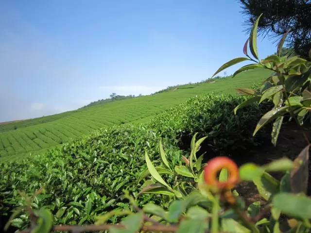 新昌茶经出新篇大佛龙井书华章