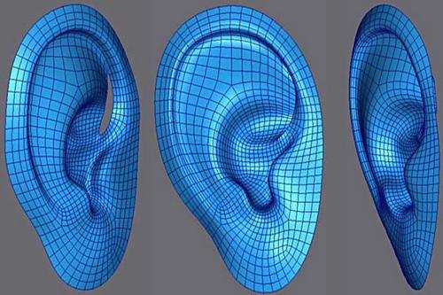 耳朵3d打印模型图
