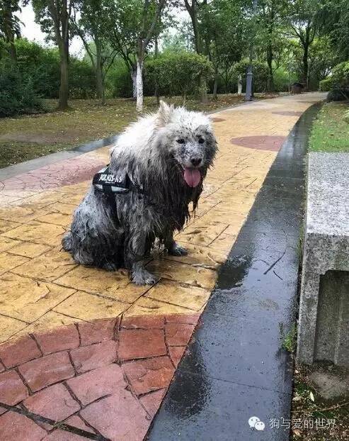 下雨天,如果你带了你家狗去遛弯