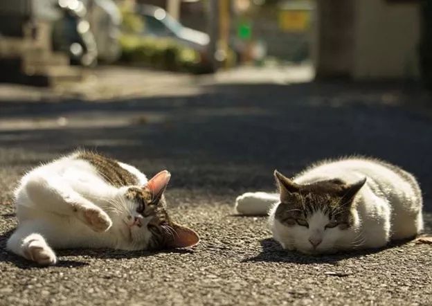 路上的街猫,尽情地晒太阳,伸懒腰,享受