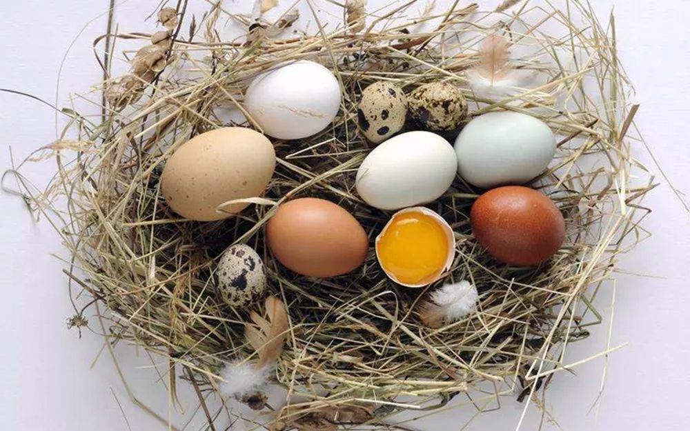 各种蛋类的营养差别有多大,你知道吗?赶紧看看哪一种适合你