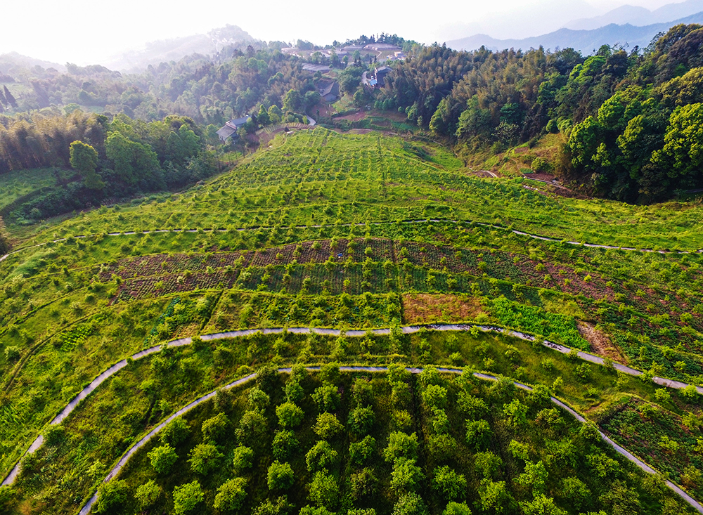 近年来陆续种植的油茶树已蔚然成景(二)
