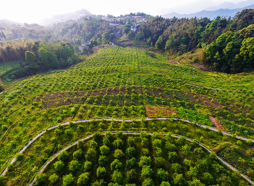 泸州叙永今春将种180万株油茶 场面壮观