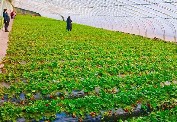 去摘草莓吧青岛6区市18家草莓基地信息全在这里了