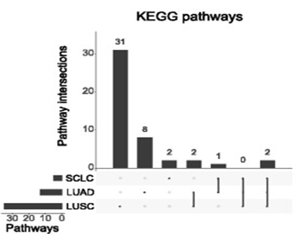 图4. 三种癌症亚型kegg pathway富集结果