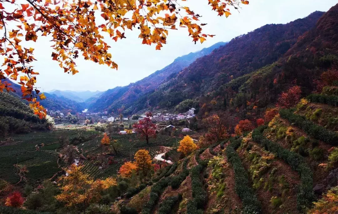 原始岭野茶产地:青阳县朱备镇将军村皖海名茶产地:青阳县杜村乡九华佛