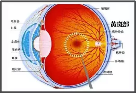 黄斑病的确会对视力有致命性伤害