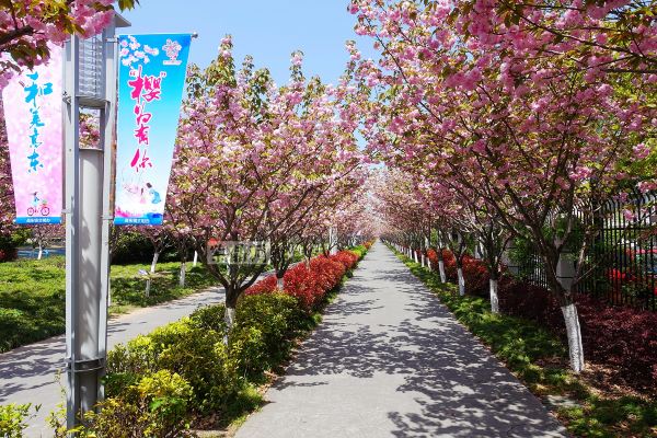 在上海有空无一人的樱花大道,也是在高东,那次开的是早樱,这次是晚樱