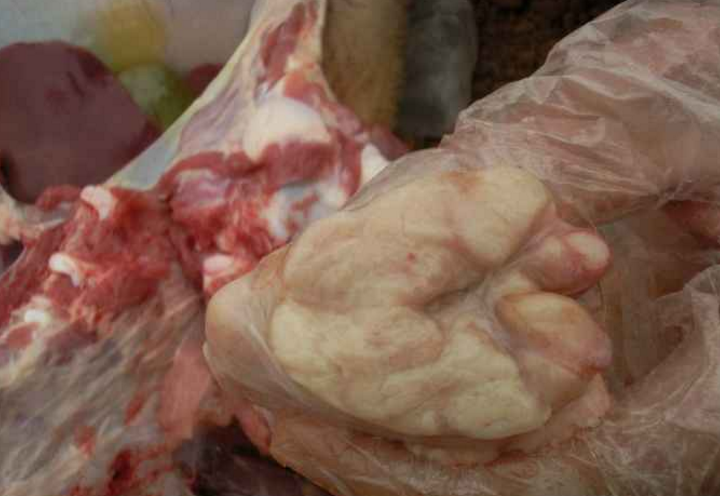 淋巴肉就在猪脖子的位置,一般脖肉和喉气管肉可能有带有淋巴肉,不仅猪