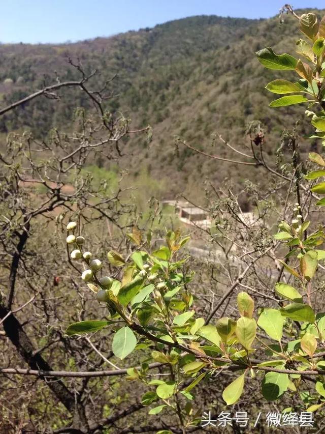 去山里采摘龙柏芽 寻找生活中不一样的乐趣