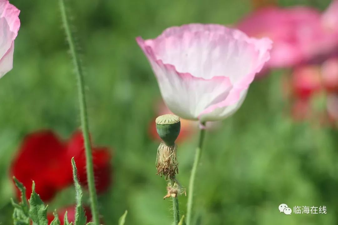 罂粟花来源于罂粟科植物罂粟,由于罂粟是制造毒品的原料,因此罂粟花