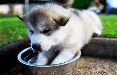水是生命之源,狗狗不喝水的6大原因!