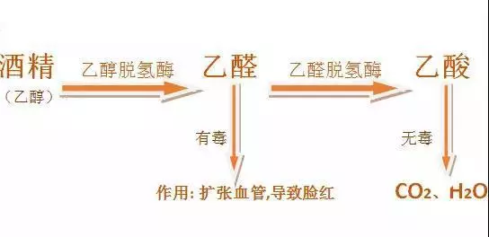 记住,【喝酒脸红】可不是酒量大,人家只是缺乏乙醛脱氢酶而已啦