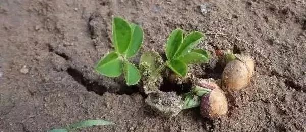 先来说说花生的种植方法