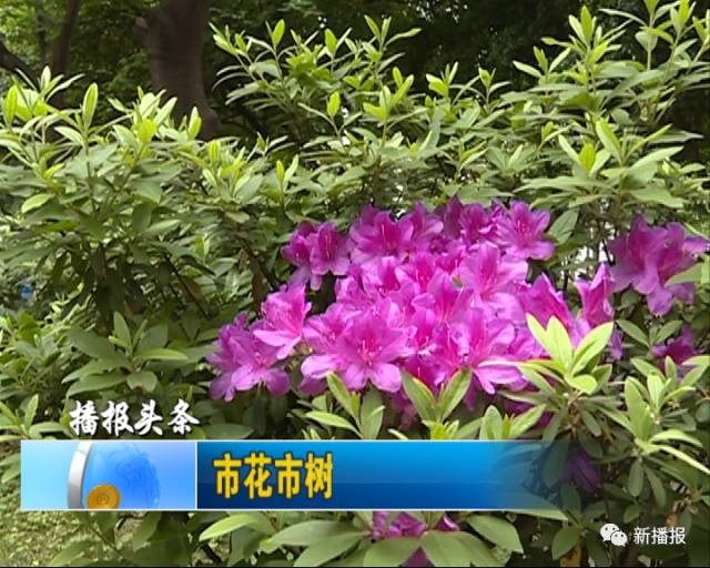 你选谁市花市树要改选洋紫荆呼声最高