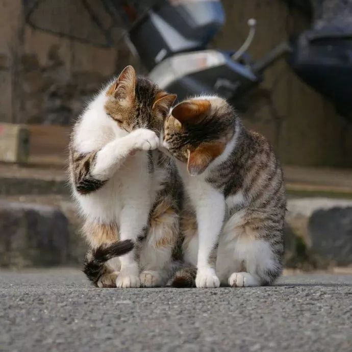 日本摄影师镜头下的猫们,朝看樱花幕看海,何其幸福