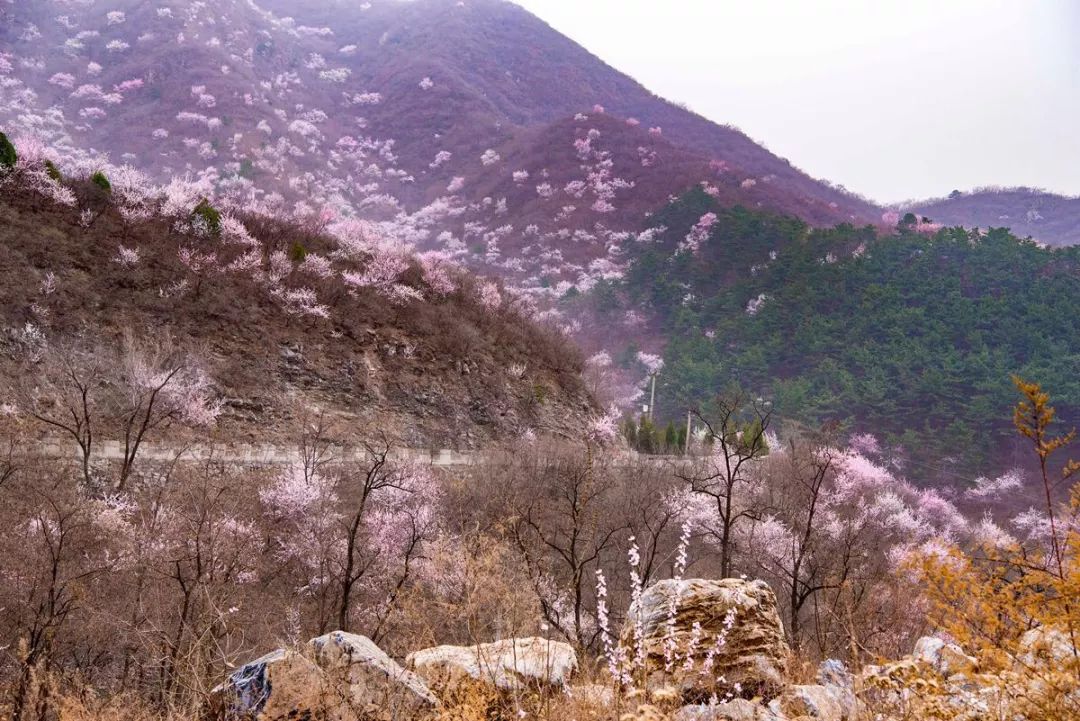 正文  ——白居易《大林寺桃花》 仿佛是在说我们昌平区 美丽的延寿镇