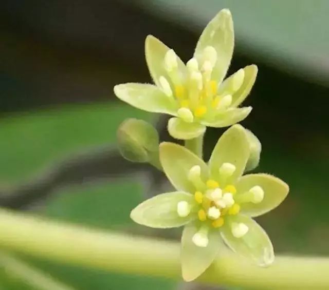 牛油果是 雌雄异熟的,也就是说 同一朵花的雌蕊和雄蕊成熟时间不一