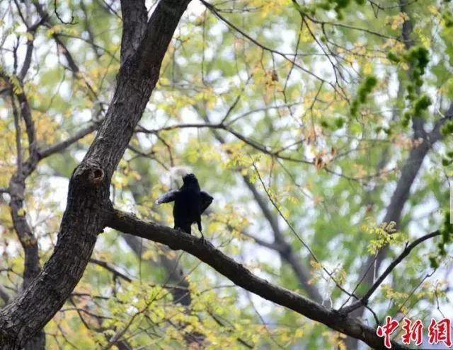 俩乌鸦逮住一只熊猫拼死薅毛!居然是为了…同情滚滚一秒钟