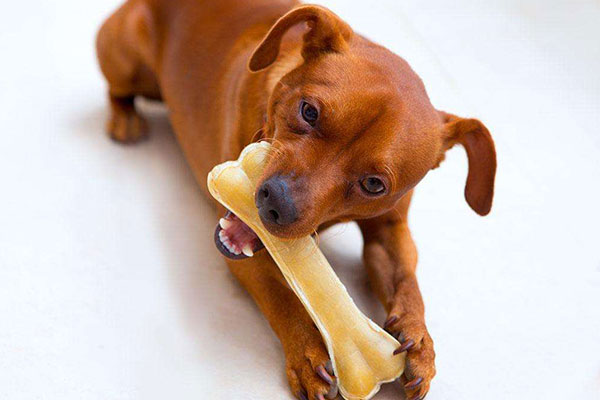 狗狗都喜欢啃骨头吗?狗狗为什么喜欢啃骨头