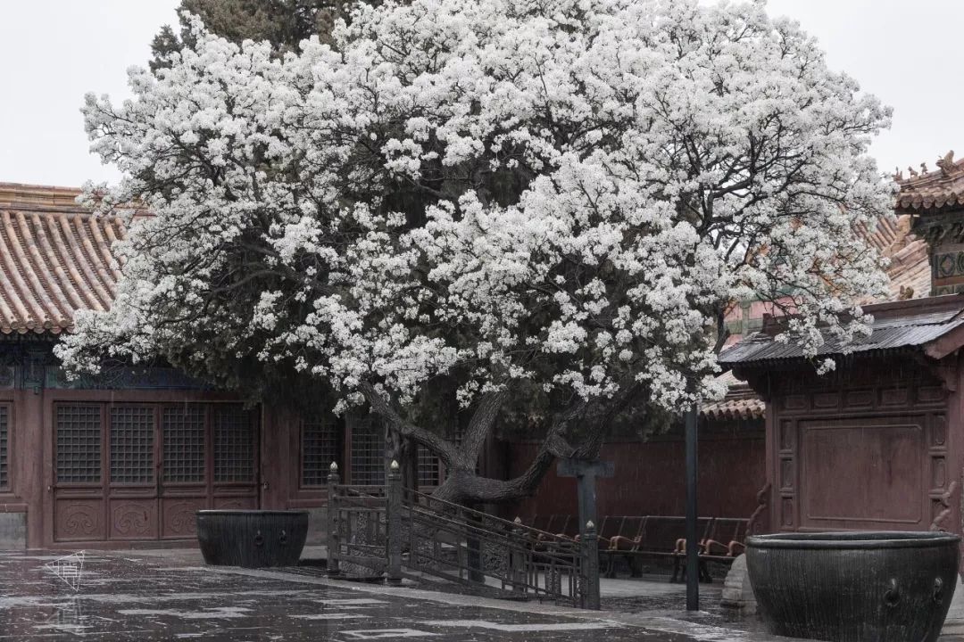 在承乾宫中有一棵梨树,一开花,承乾宫的天井便被洁白的梨花给占满.