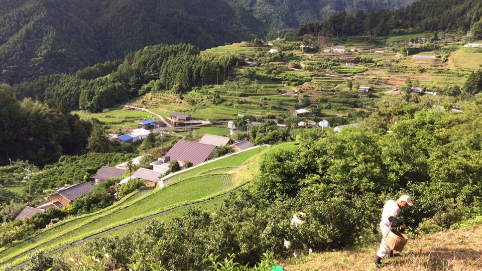 一片树叶撑起一座村的德岛上胜町先富帮后富带动冲绳小山村脱贫致富