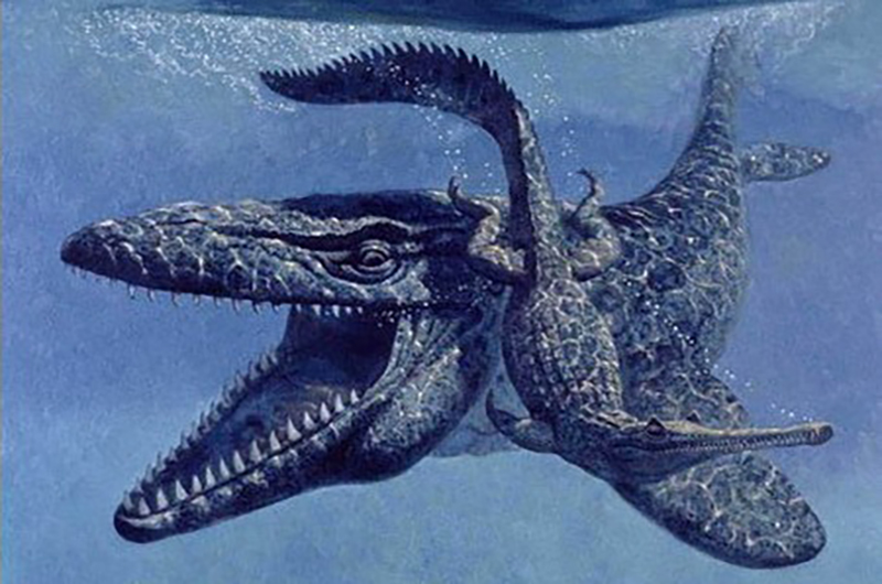 男子海滩捡到巨型鱼龙颚骨,它属于最大远古生物,体长近30米