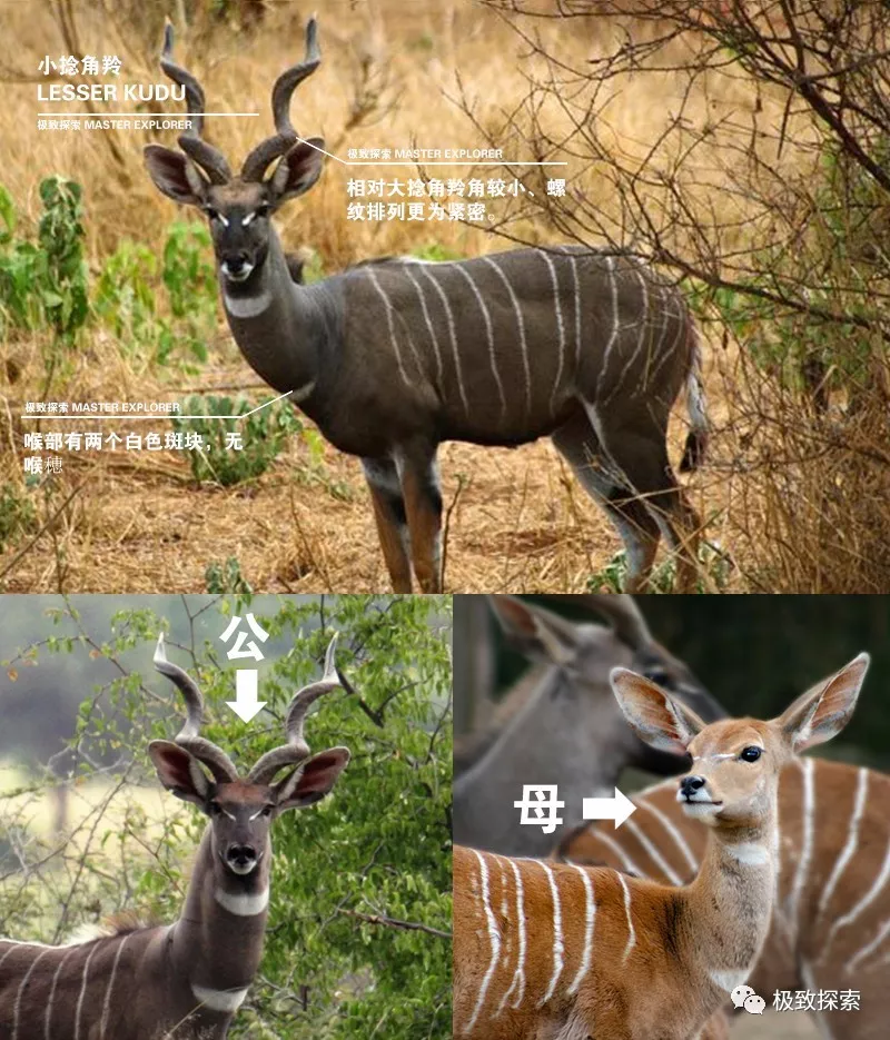 com/s/dynz6c7onnuchx9kuicwyq 大捻角羚 greater kudu   