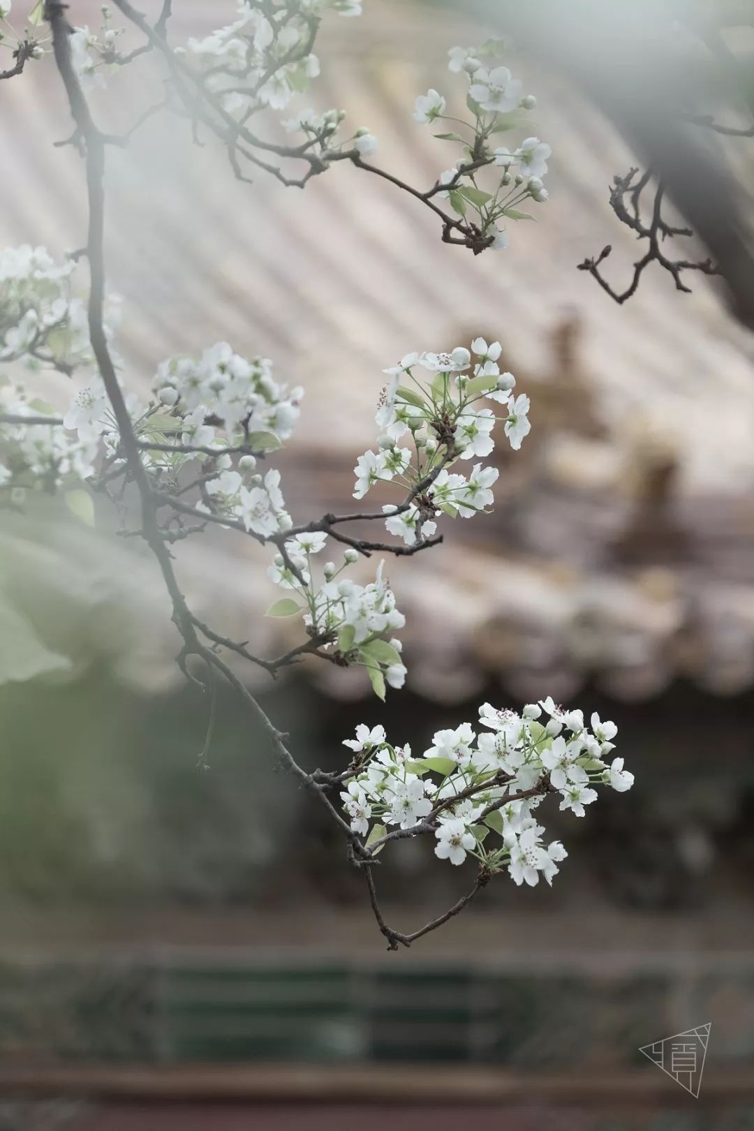 故影承乾宫雨打梨花深闭门