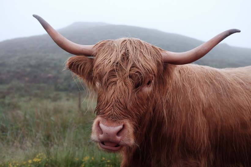 动物世界:憨厚的牦牛牛图片(12张)