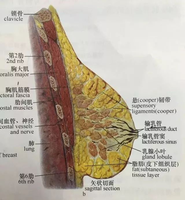 科学配图-女性胸部解剖图