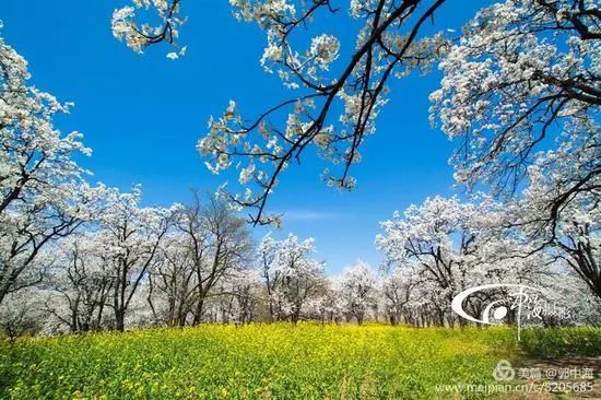 旅游 正文 自古以来 梨花便受到无数文人墨客竞相追捧 如岑参的 "忽如