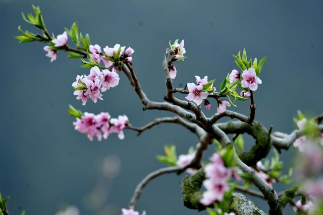 多彩的美,醒来.展示着桃花,美的意境.