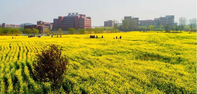 山东交通学院长清校区的 百亩油菜花进入盛花期 花香满校园,犹如一片