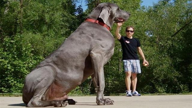 除了最大的狗外,狗界中还诞生了世界上最高的狗狗.