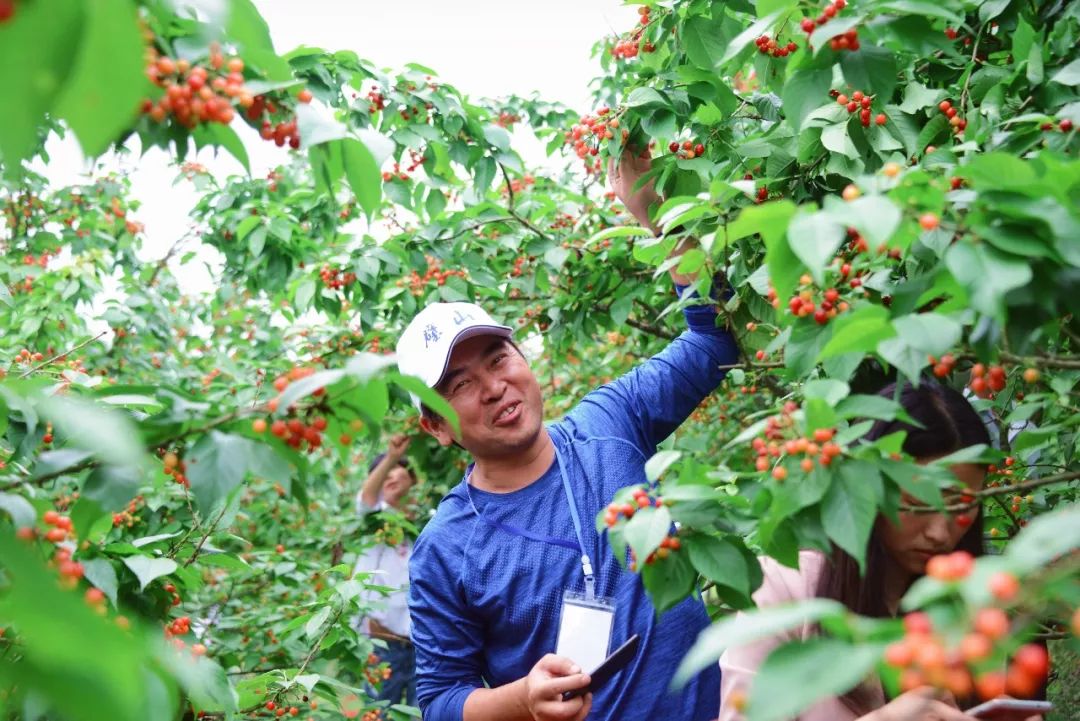 4月11日,璧山区第四届云雾山樱桃采摘节暨旅游推介会在八塘镇凉水村