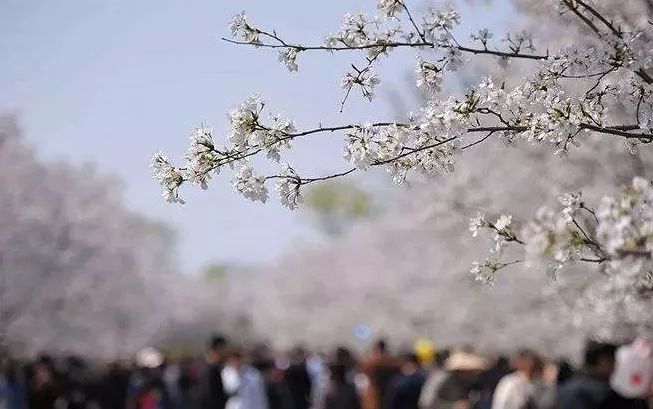 京城这个最大的樱花园,错过了还得再等一年!